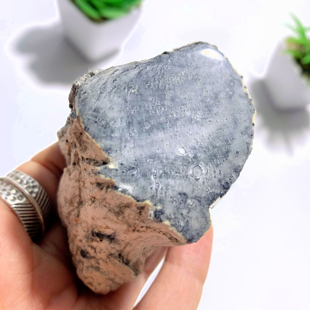 Petrified Wood Partially Polished Specimen From BC, Canada - Earth Family Crystals