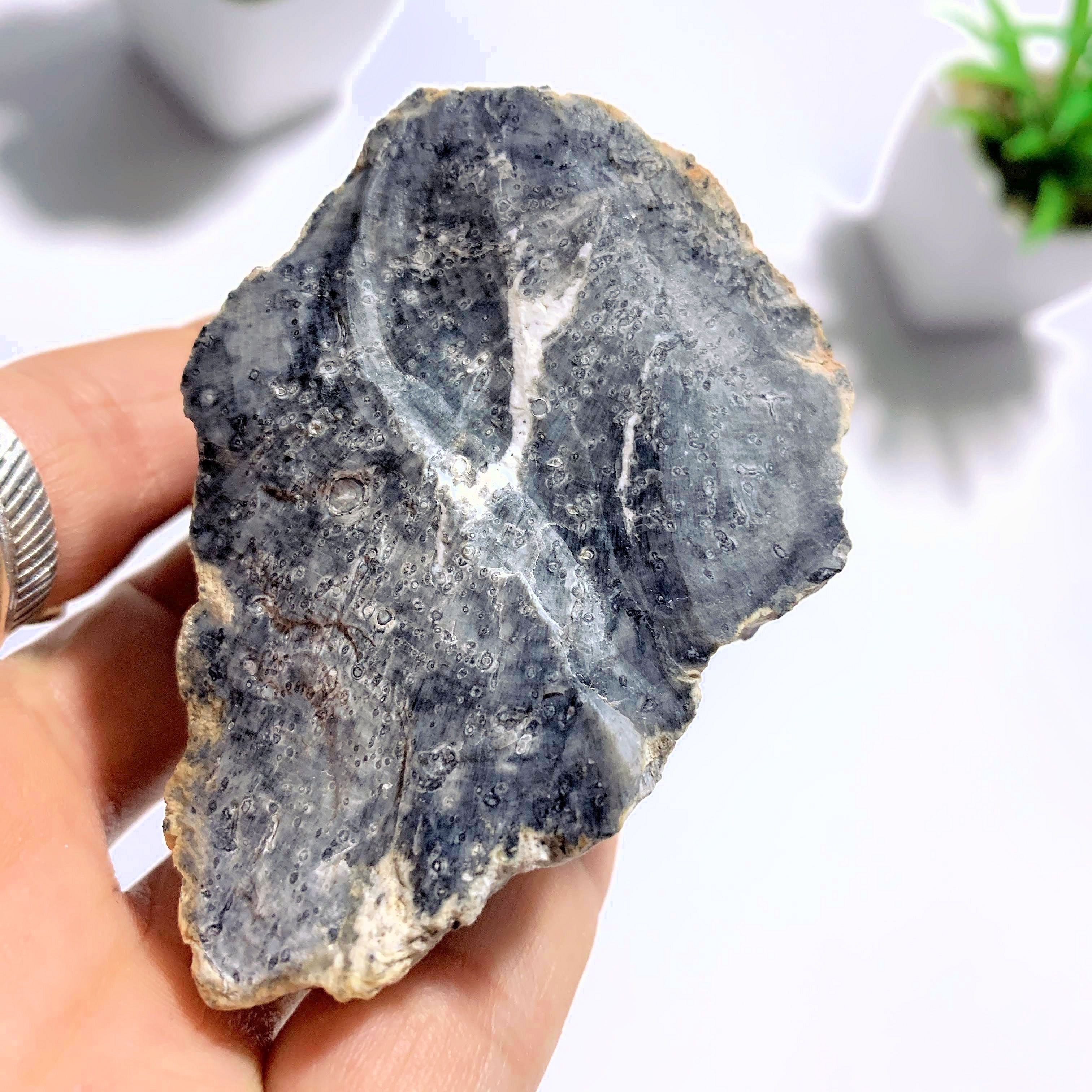 Petrified Wood Partially Polished Specimen From BC, Canada - Earth Family Crystals