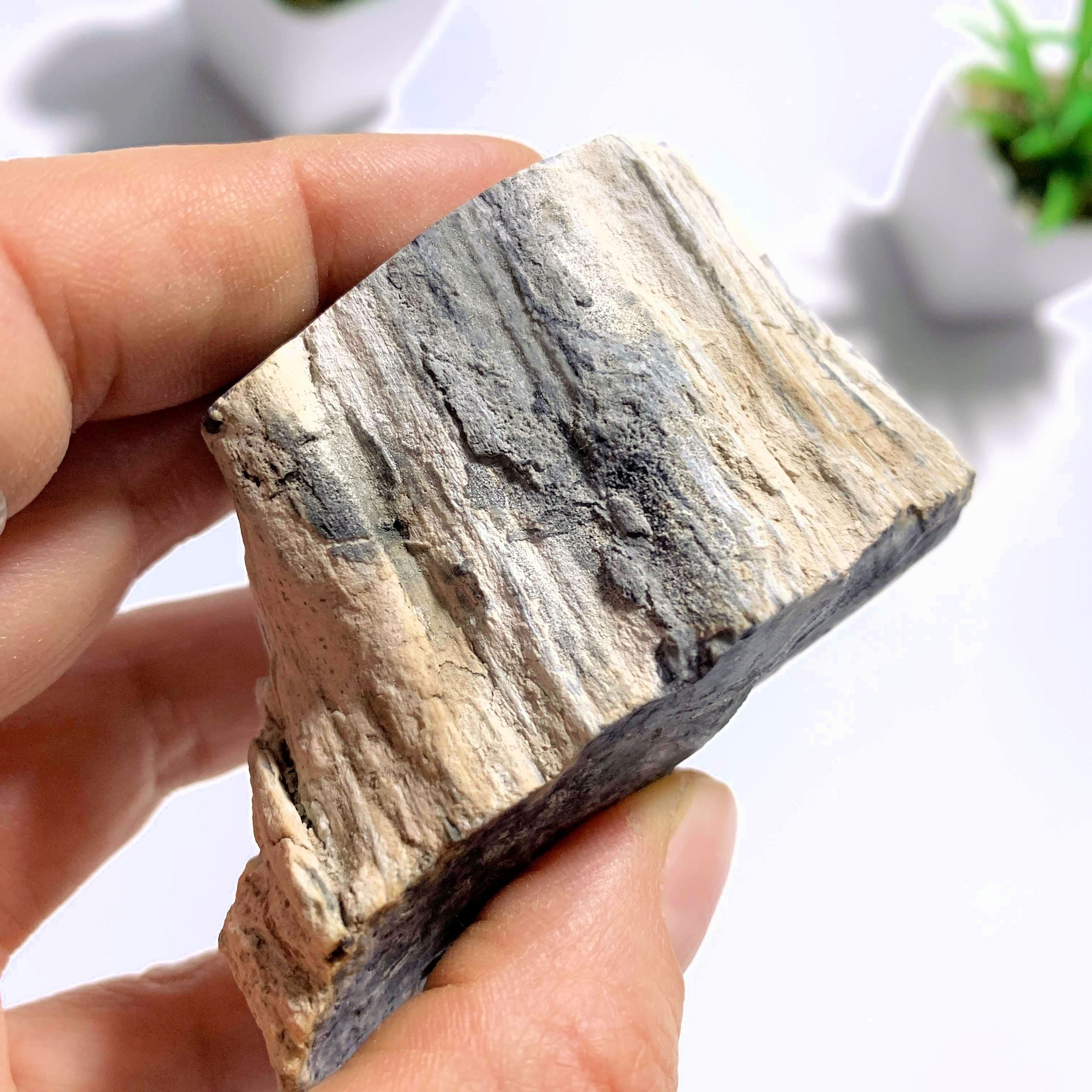 Petrified Wood Partially Polished Specimen From BC, Canada - Earth Family Crystals