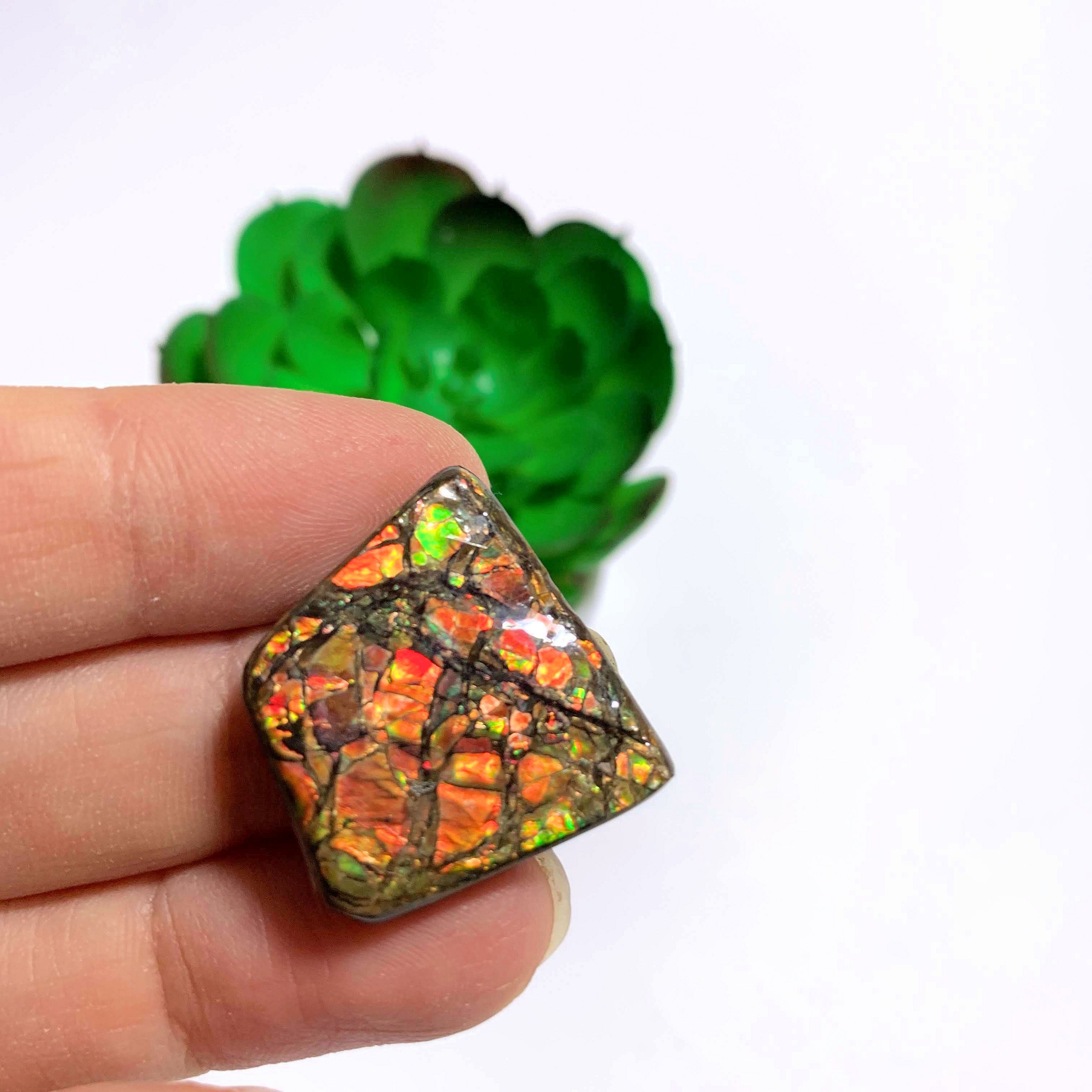 Alberta Ammolite Fossil Cabochon Ideal for Crafting #2 - Earth Family Crystals