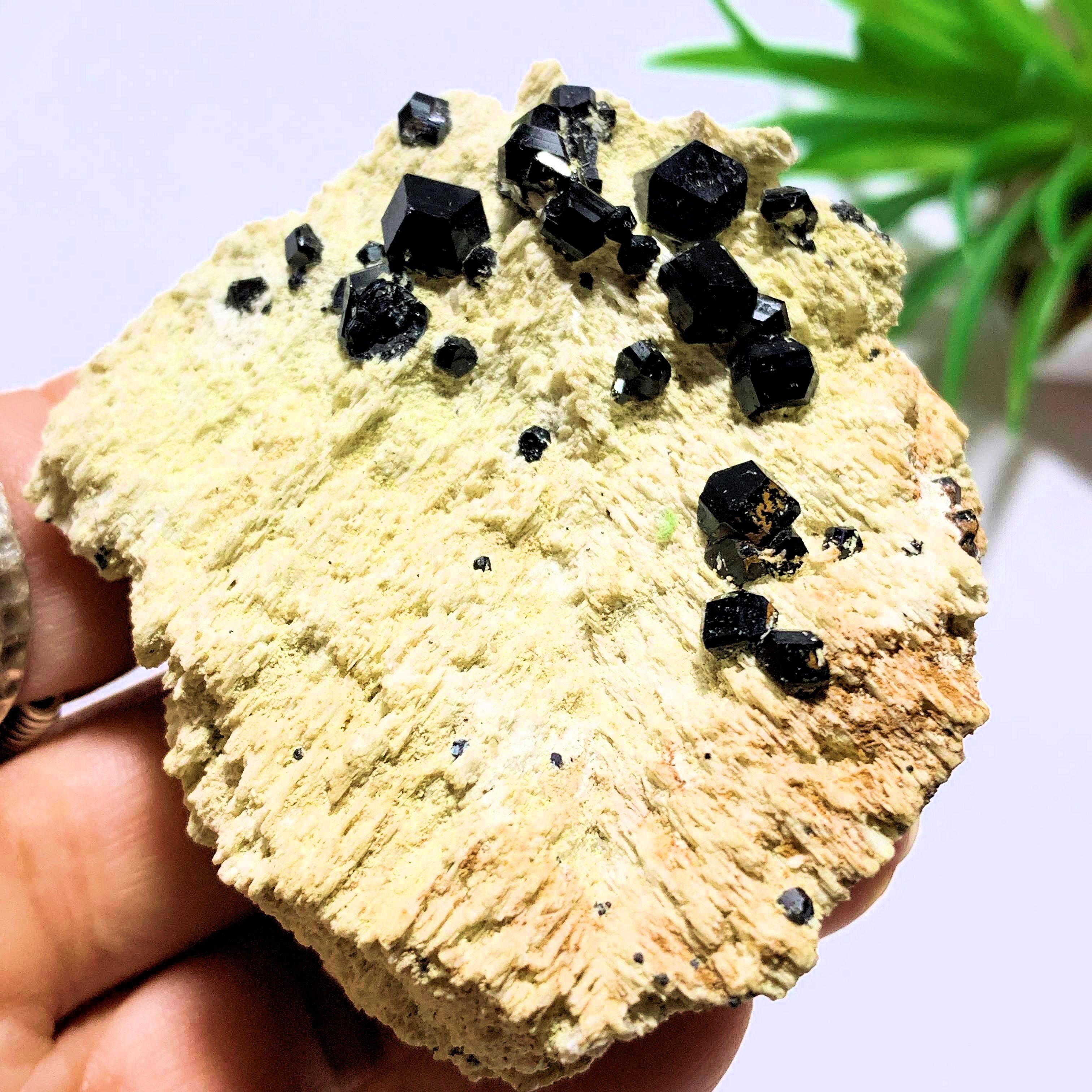 Black Tourmaline Points Nestled on Feldspar Matrix~Locality Brazil - Earth Family Crystals