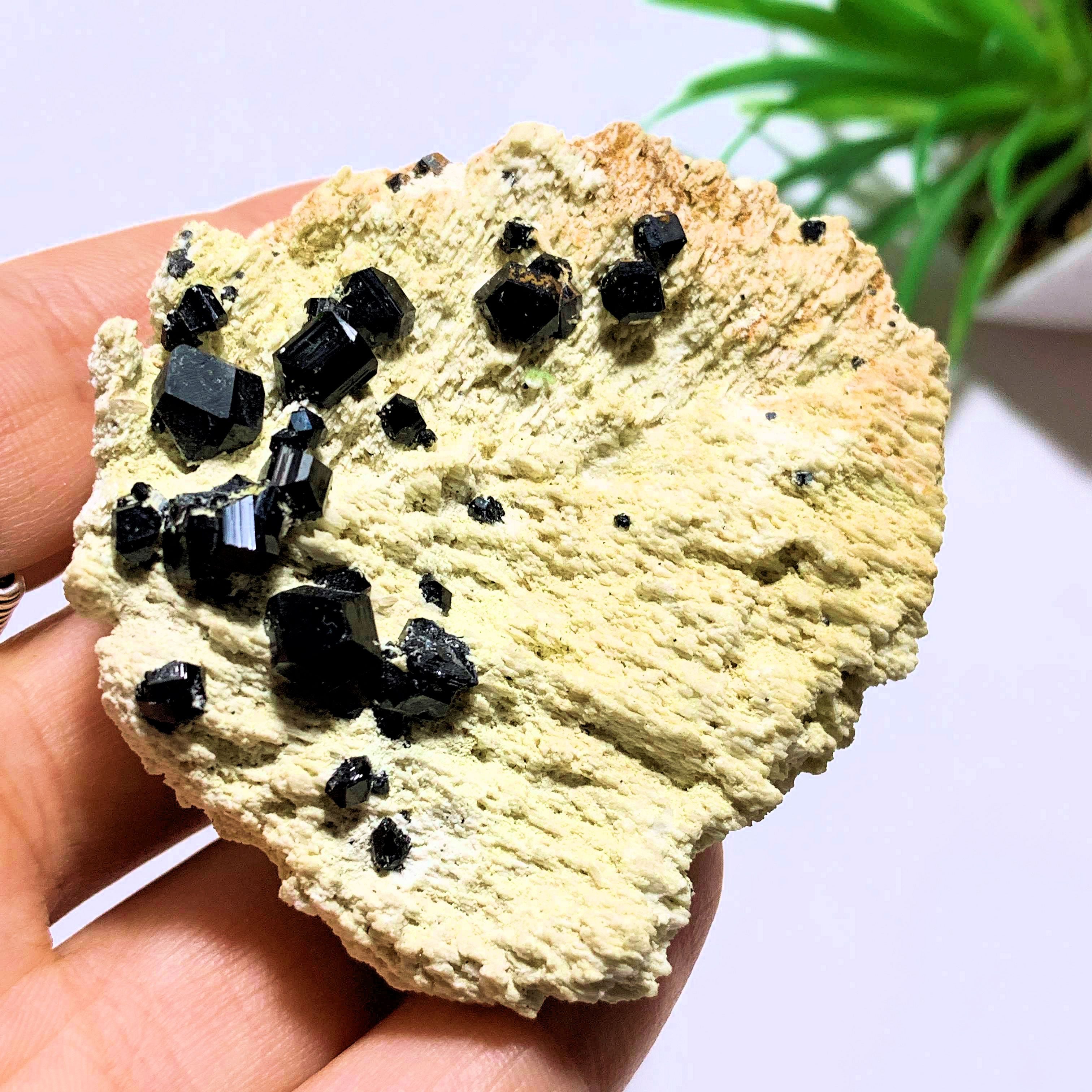Black Tourmaline Points Nestled on Feldspar Matrix~Locality Brazil - Earth Family Crystals