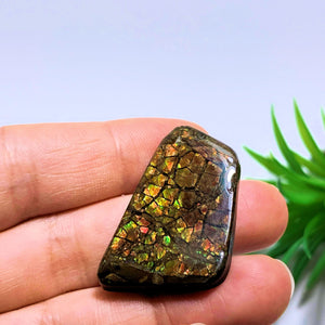 Ammolite Cabochon Ideal for Crafting~Locality Alberta - Earth Family Crystals