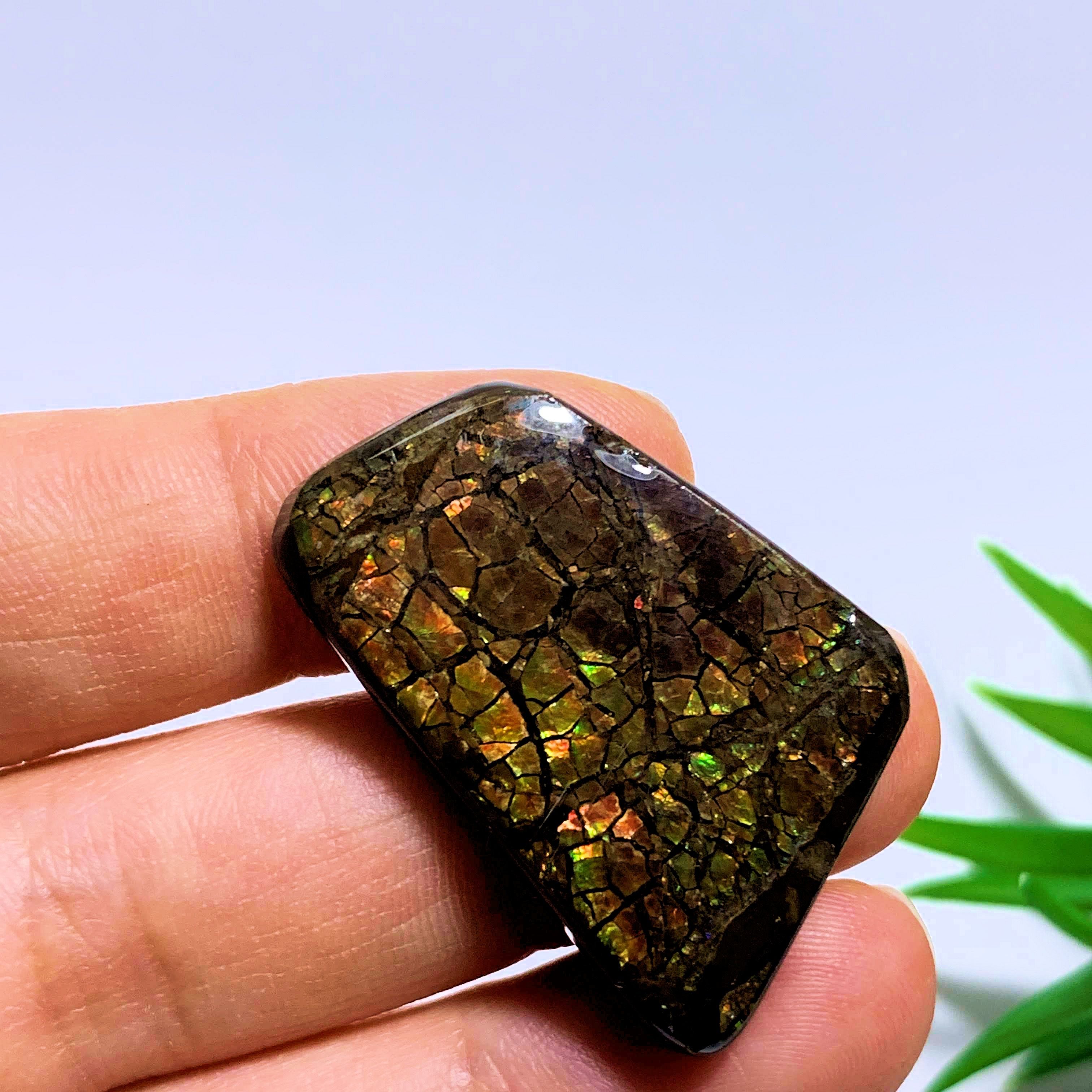 Ammolite Cabochon Ideal for Crafting~Locality Alberta - Earth Family Crystals