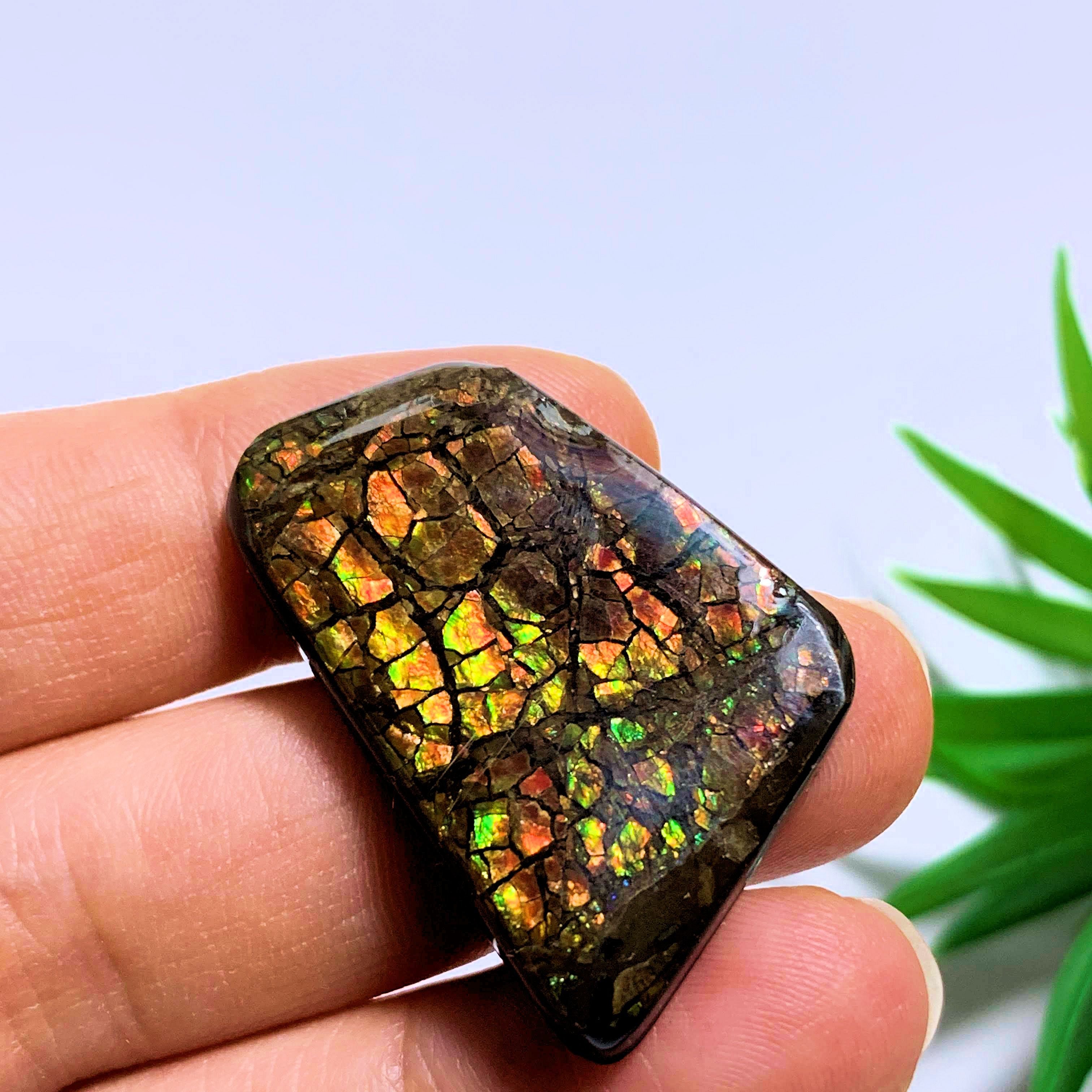 Ammolite Cabochon Ideal for Crafting~Locality Alberta - Earth Family Crystals