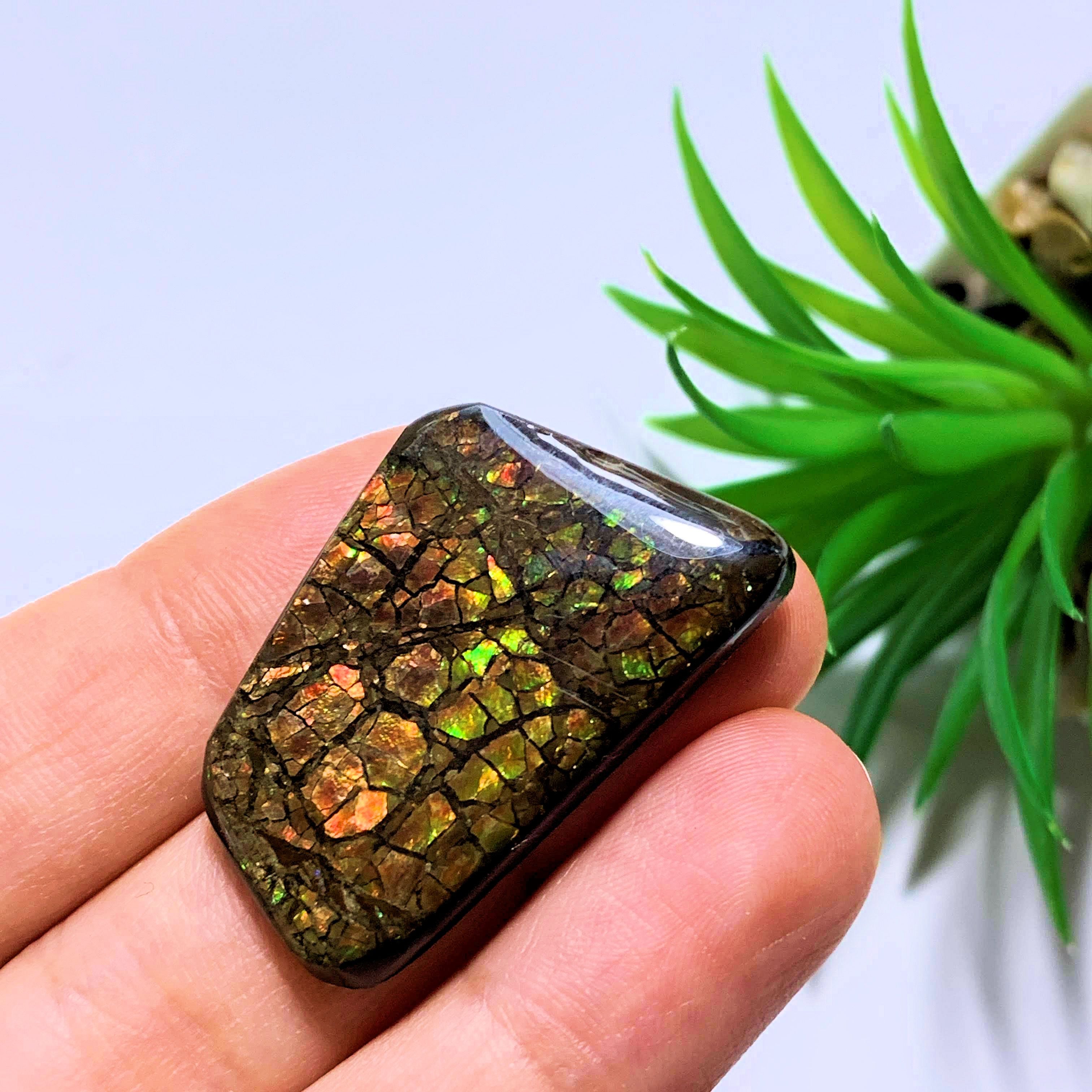 Ammolite Cabochon Ideal for Crafting~Locality Alberta - Earth Family Crystals