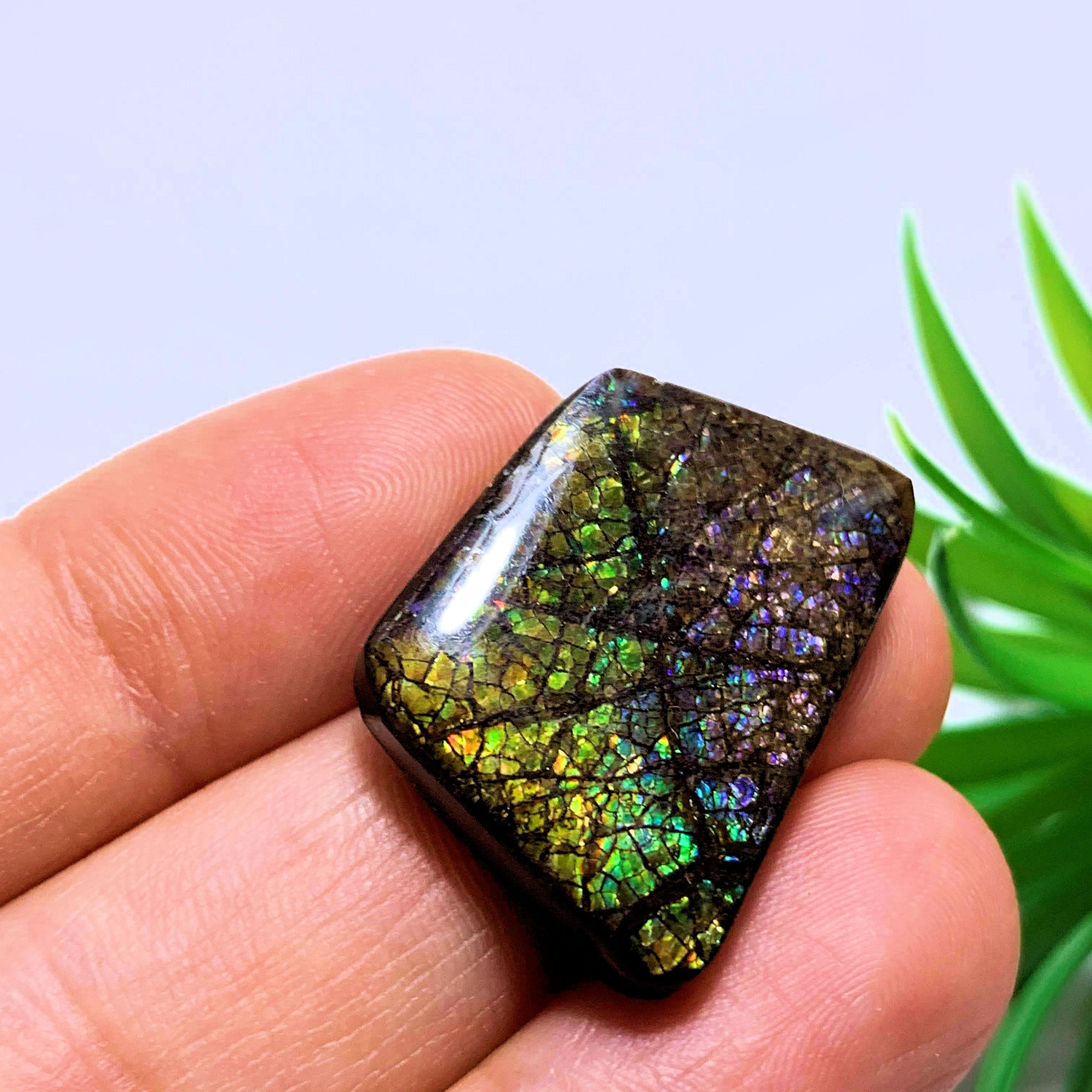 Ammolite Cabochon With Rare Purple & Blue Flashes~ Ideal for Crafting~Locality Alberta - Earth Family Crystals