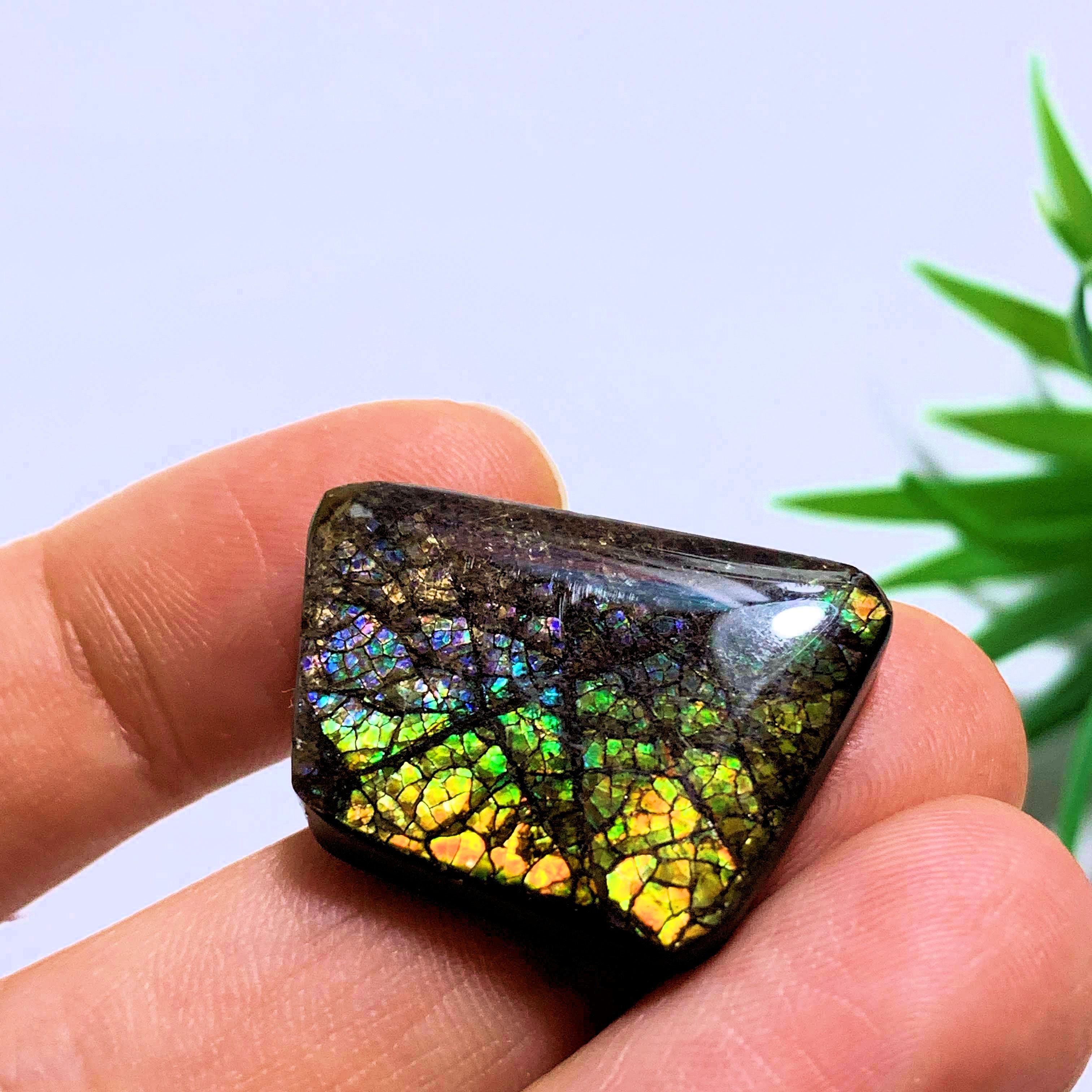 Ammolite Cabochon With Rare Purple & Blue Flashes~ Ideal for Crafting~Locality Alberta - Earth Family Crystals