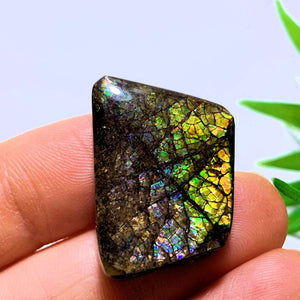 Ammolite Cabochon With Rare Purple & Blue Flashes~ Ideal for Crafting~Locality Alberta - Earth Family Crystals