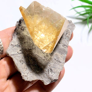 Rare Elmwood Mine Golden Calcite on Matrix Collectors Specimen - Earth Family Crystals