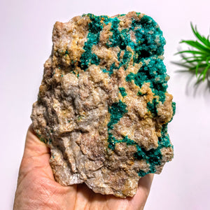 Rare! Sparkling Dioptase Crystals Nestled in Large Rock Matrix~Locality Namibia