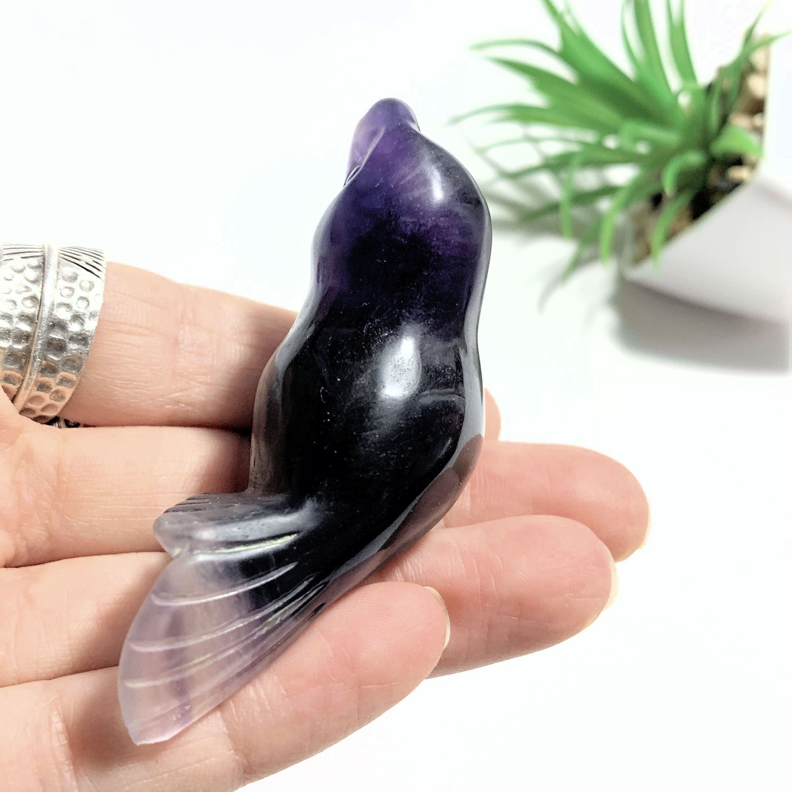 Adorable Rainbow Fluorite Sea Lion Display Carving *REDUCED* - Earth Family Crystals