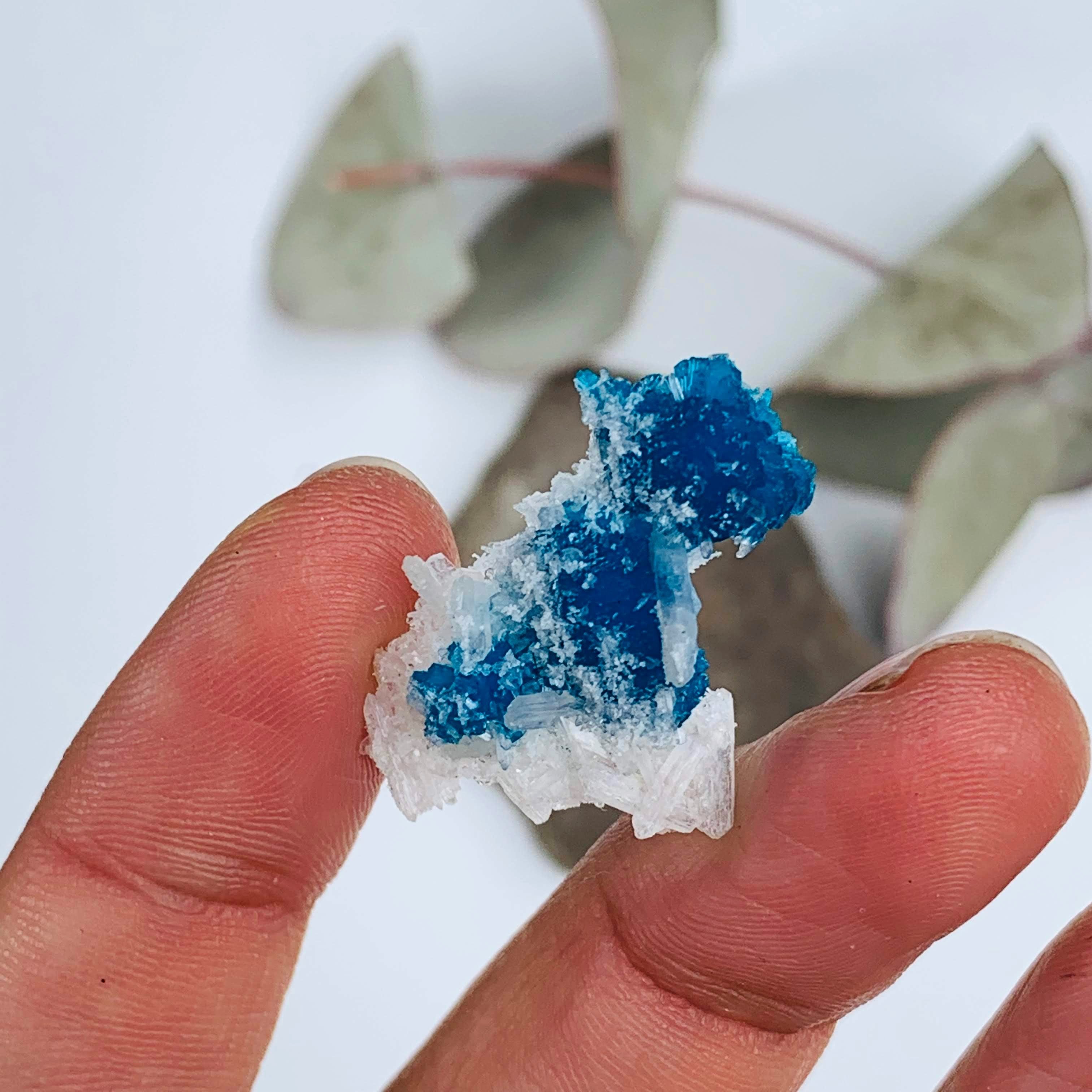 Electric Blue Natural Cavansite Crystals Nestled in Stilbite Matrix From India in Collectors Box - Earth Family Crystals