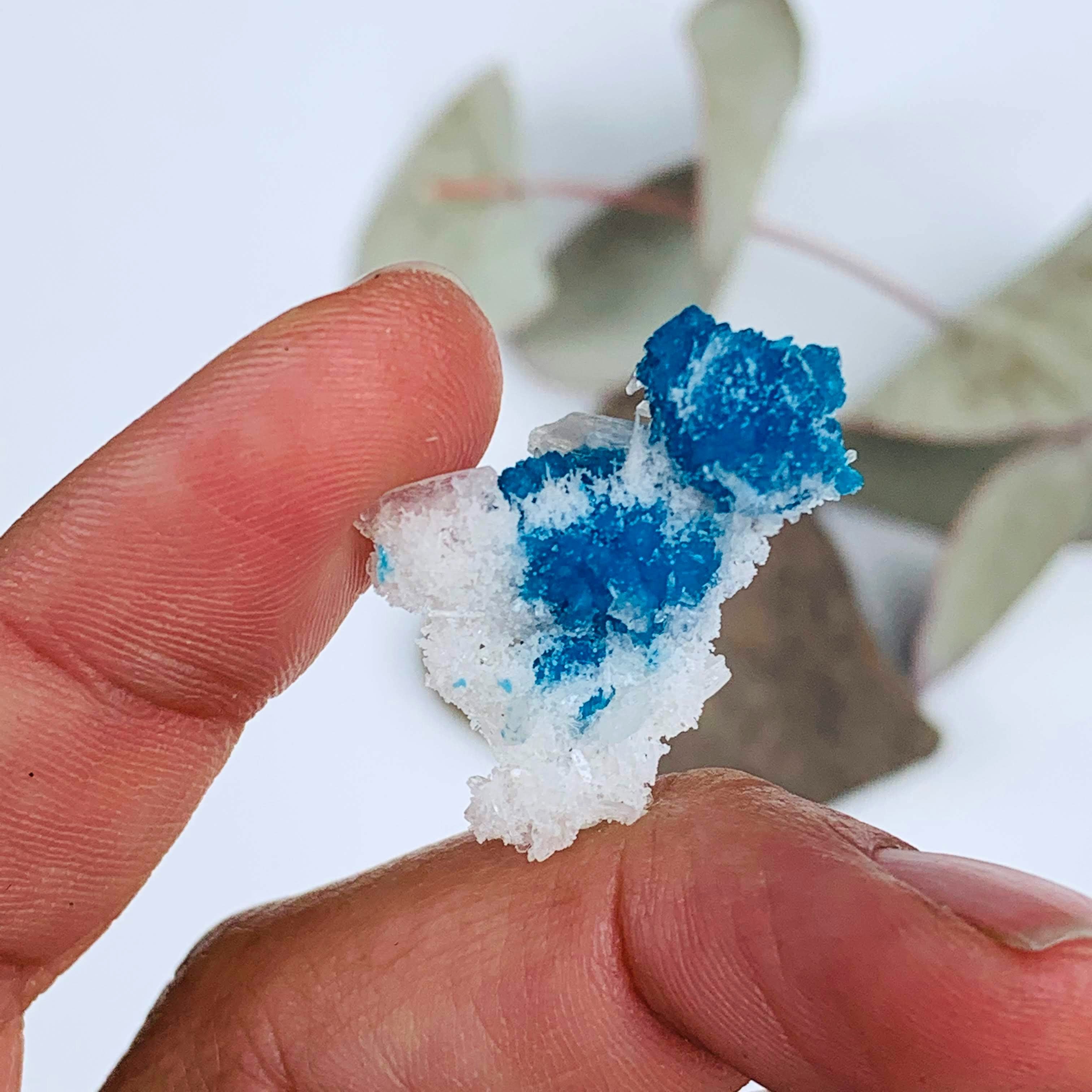 Electric Blue Natural Cavansite Crystals Nestled in Stilbite Matrix From India in Collectors Box - Earth Family Crystals