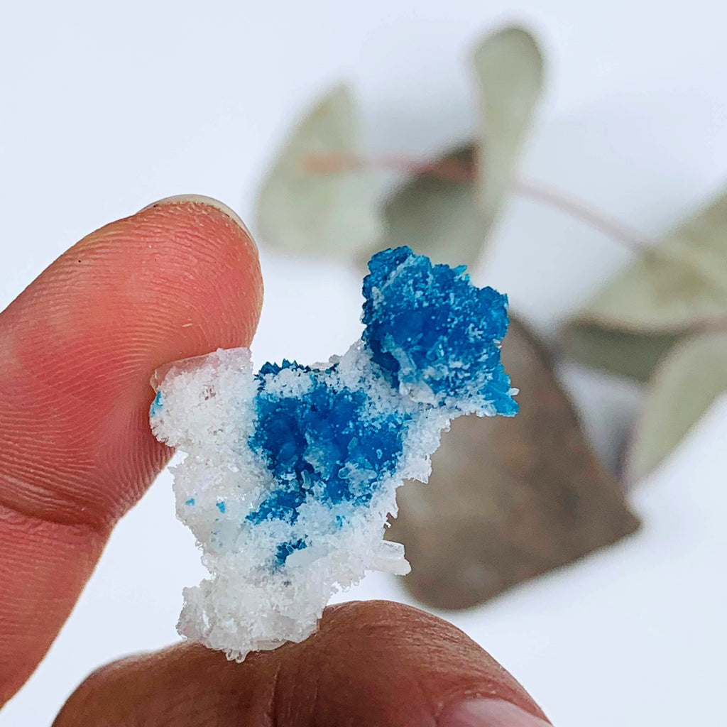 Electric Blue Natural Cavansite Crystals Nestled in Stilbite Matrix From India in Collectors Box - Earth Family Crystals