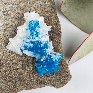 Electric Blue Natural Cavansite Crystals Nestled in Stilbite Matrix From India in Collectors Box - Earth Family Crystals
