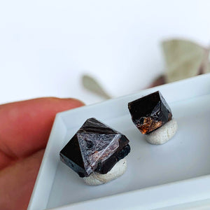 Two Raw & Unpolished Zircon Specimens From Seiland, Norway In Collectors Box - Earth Family Crystals