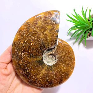 Stunning Large Partially Polished Ammonite Display Fossil From Madagascar - Earth Family Crystals