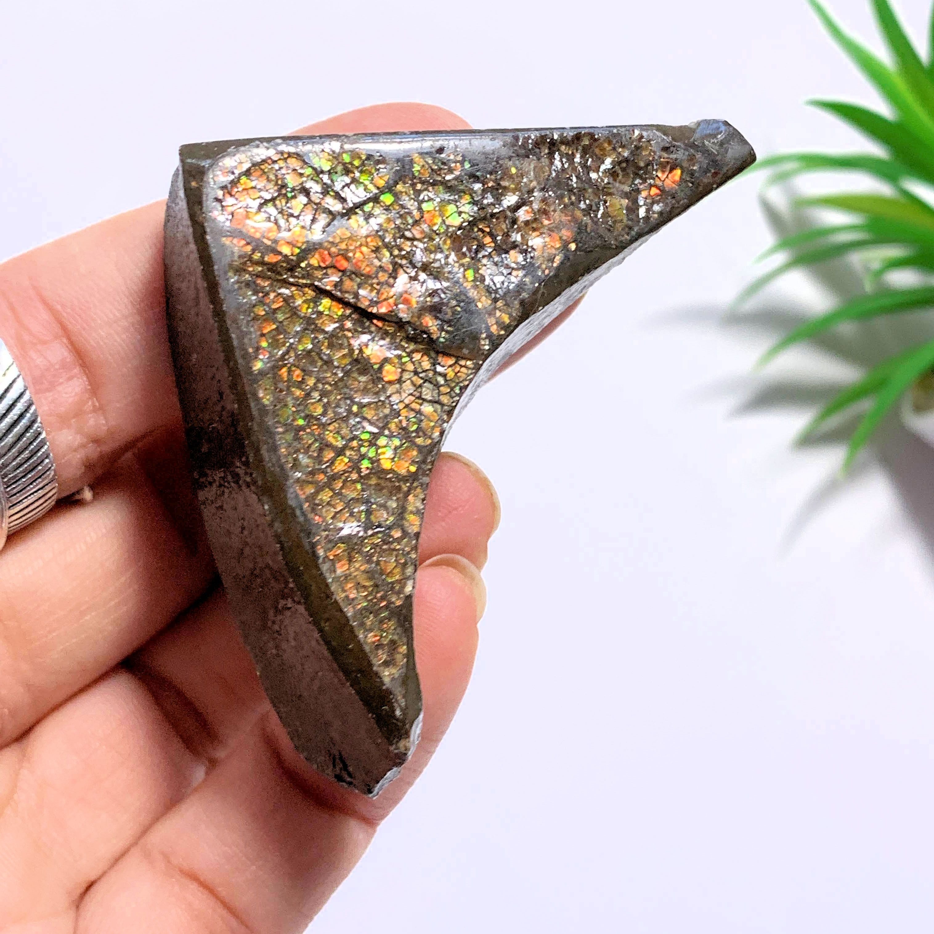 Chunky Alberta Ammolite Fossil Free Form Hand Held Specimen - Earth Family Crystals