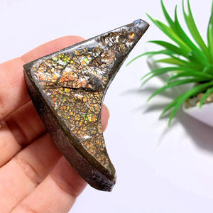 Chunky Alberta Ammolite Fossil Free Form Hand Held Specimen - Earth Family Crystals