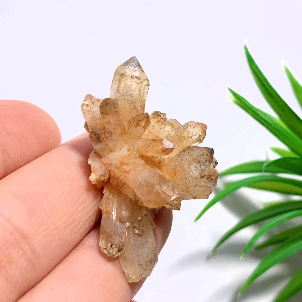 Orange River Quartz Hand Held Cluster From South Africa #1 - Earth Family Crystals