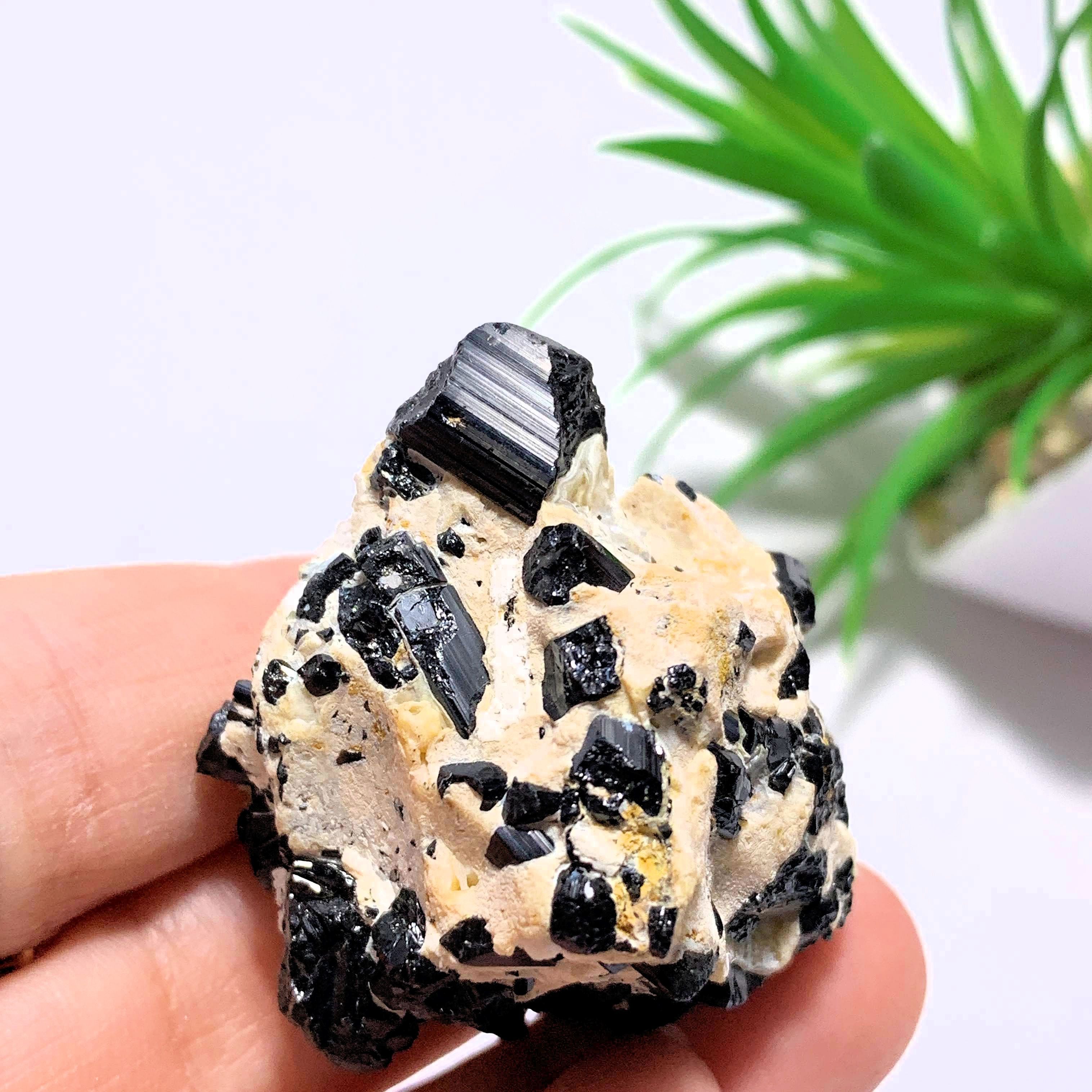 Black Tourmaline Points Nestled on Feldspar Matrix~Locality Brazil - Earth Family Crystals