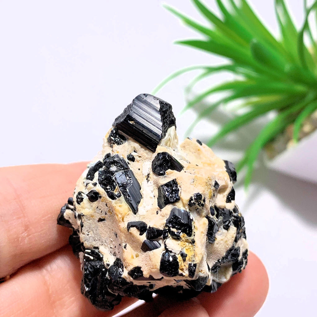 Black Tourmaline Points Nestled on Feldspar Matrix~Locality Brazil - Earth Family Crystals