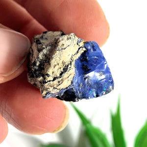 Rare Blue Ethiopian Opal Raw & Natural Collectors Specimen