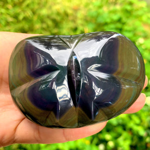 Adorable Butterfly Rainbow Obsidian Display Specimen from Mexico - Earth Family Crystals