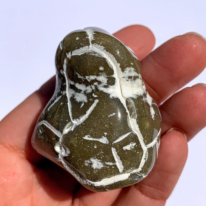 Partially Polished Alligator Agate Nodule From Arizona #2 - Earth Family Crystals