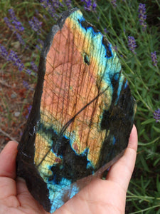 Fabulous Flashes~Large Partially Polished Labradorite Display Specimen - Earth Family Crystals