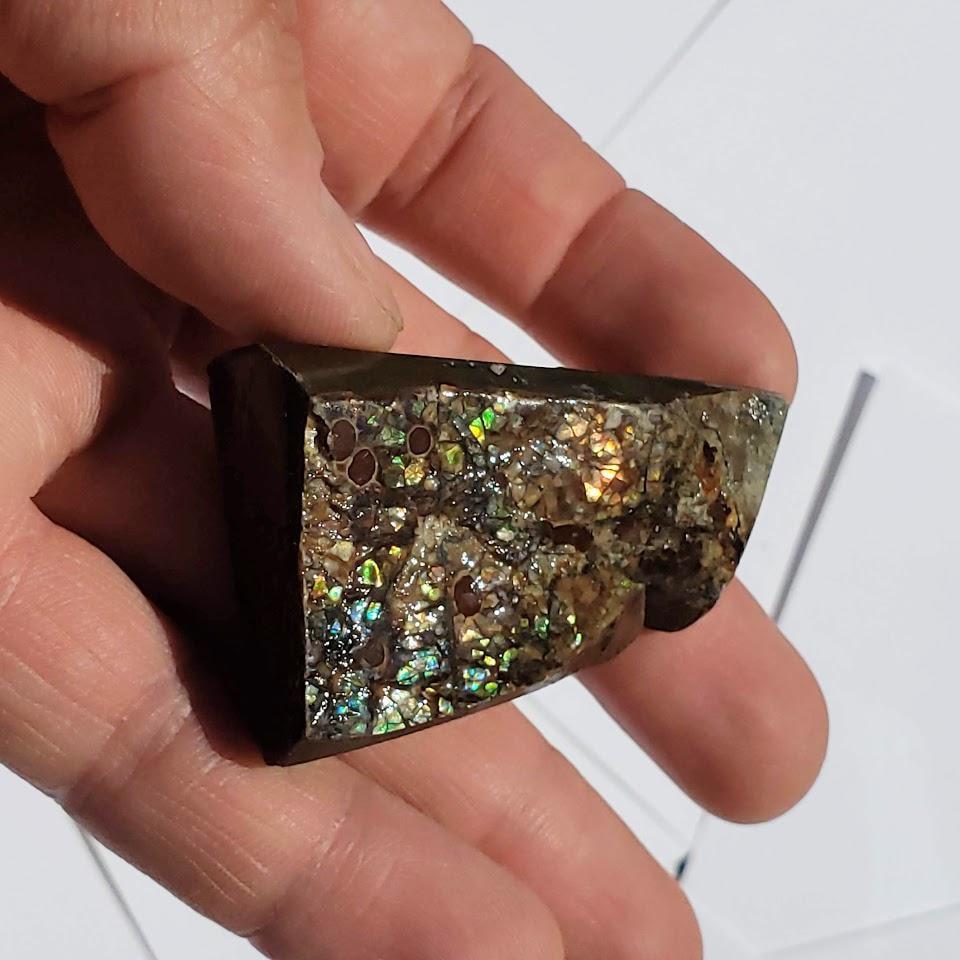 Chunky Alberta Ammolite Fossil Free Form Hand Held Specimen #3 - Earth Family Crystals