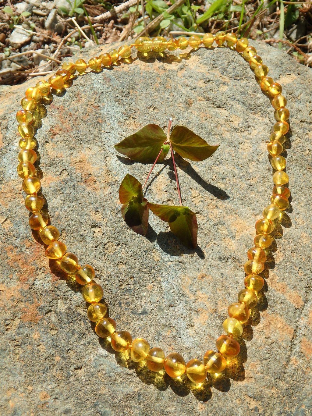 Vibrant Lemon Lithuanian Baltic Amber Adult Necklace - Earth Family Crystals