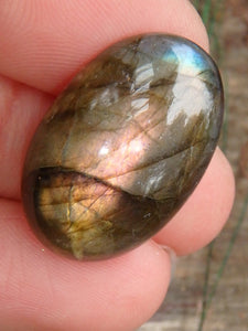 Rare Pink Peek a Boo Flashes Labradorite Cabochon - Earth Family Crystals