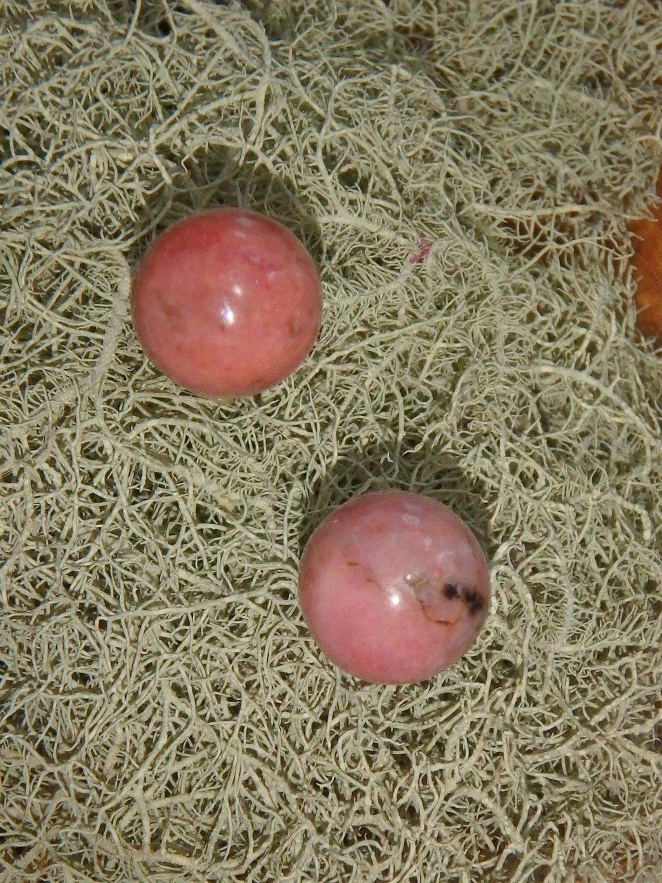 Creamy Pink Rhodonite Stud Earrings in Sterling Silver - Earth Family Crystals
