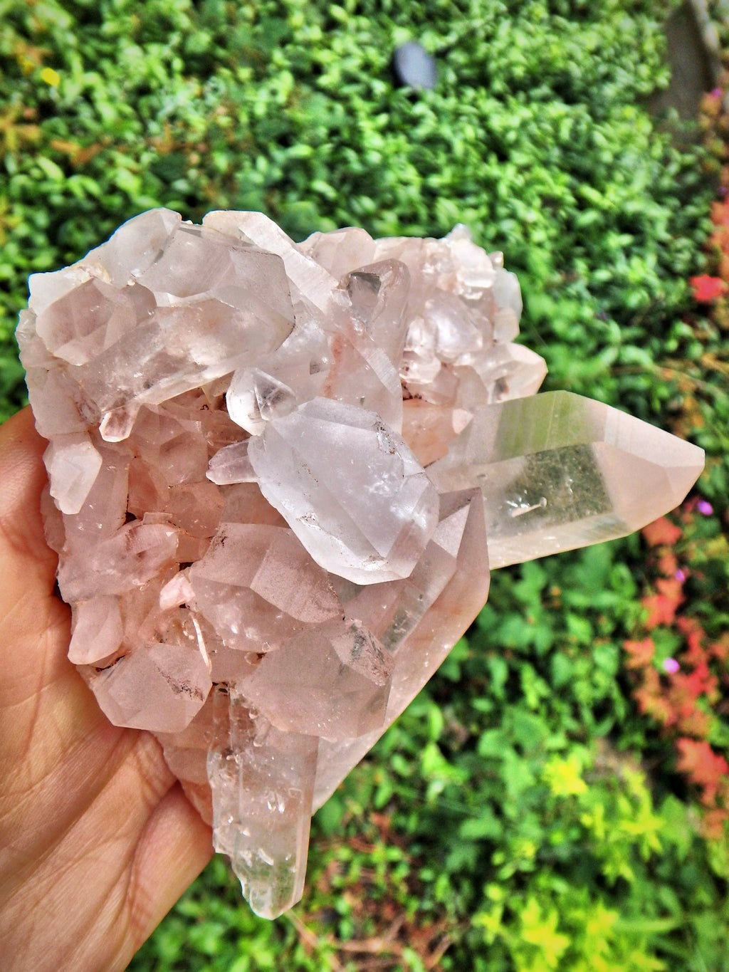 Exquisite Large Pink Samadhi Himalayan Quartz Cluster With Tabular DT Points - Earth Family Crystals