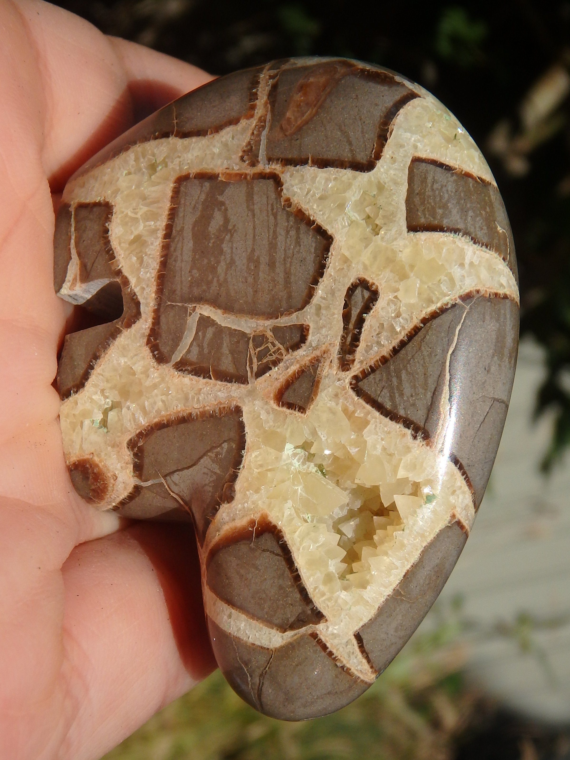 Fabulous Septarian Bear Carving With Druzy Cave-Self Standing - Earth Family Crystals