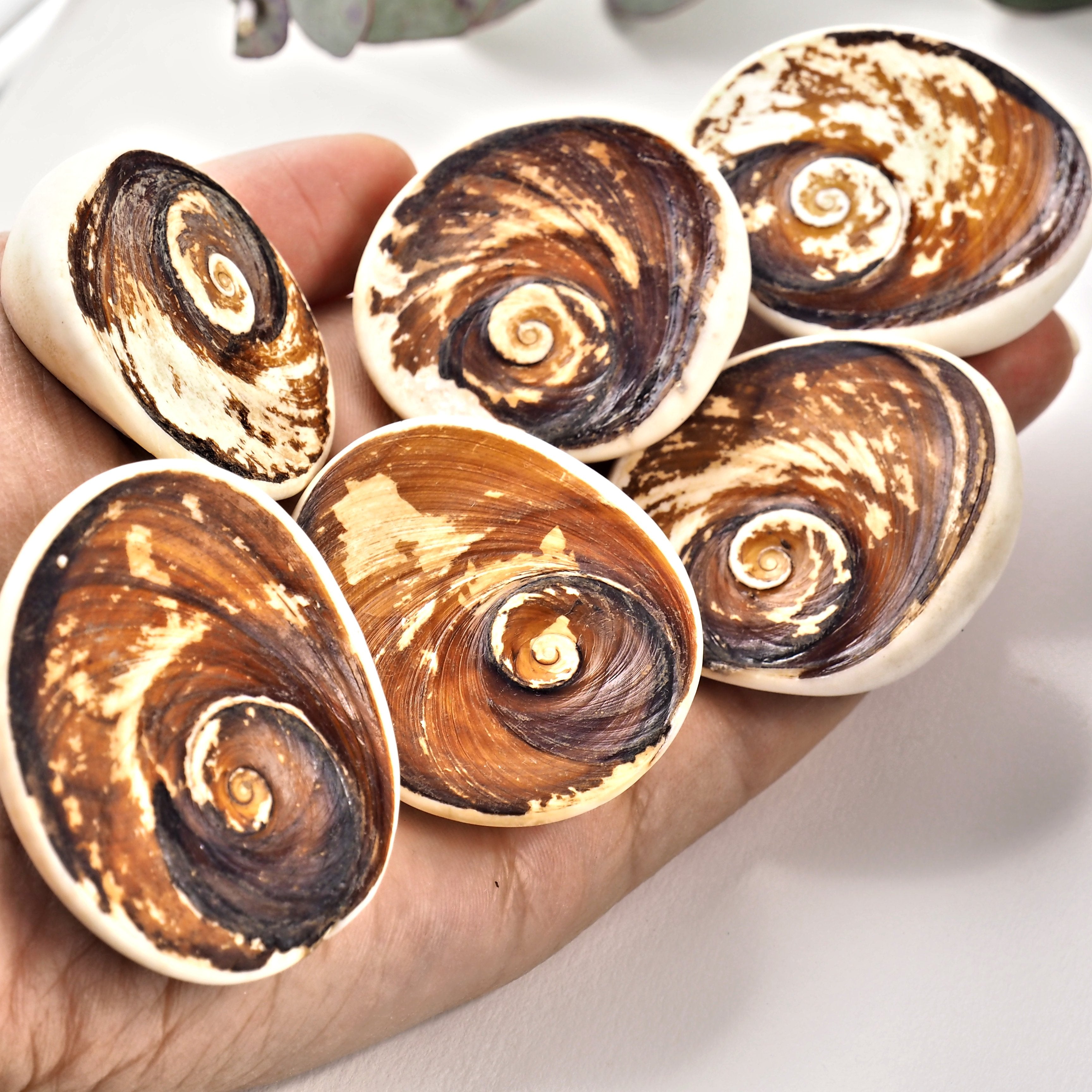 One Unique Shiva's Eye (Cat Eye) Specimen From Madagascar