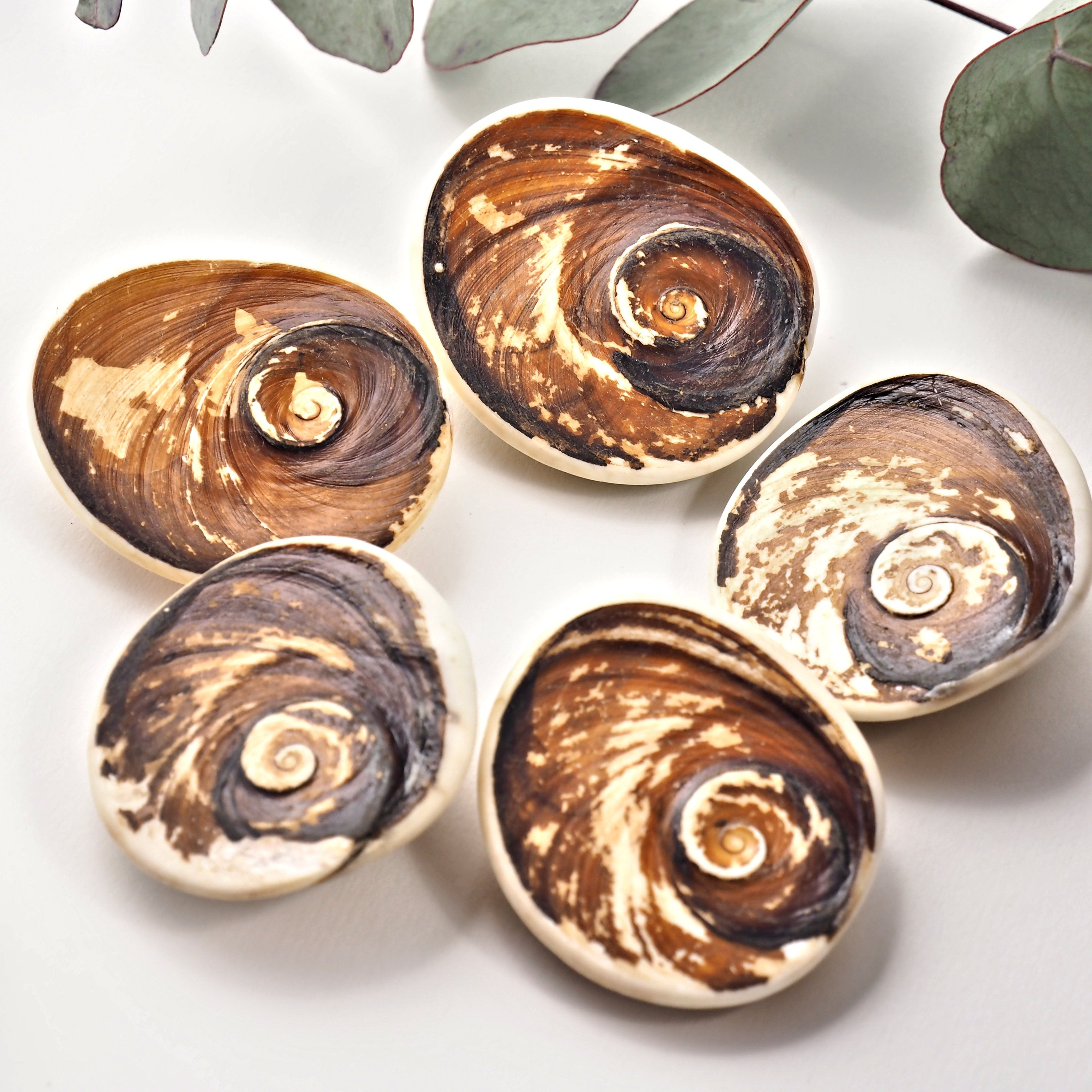 One Unique Shiva's Eye (Cat Eye) Specimen From Madagascar