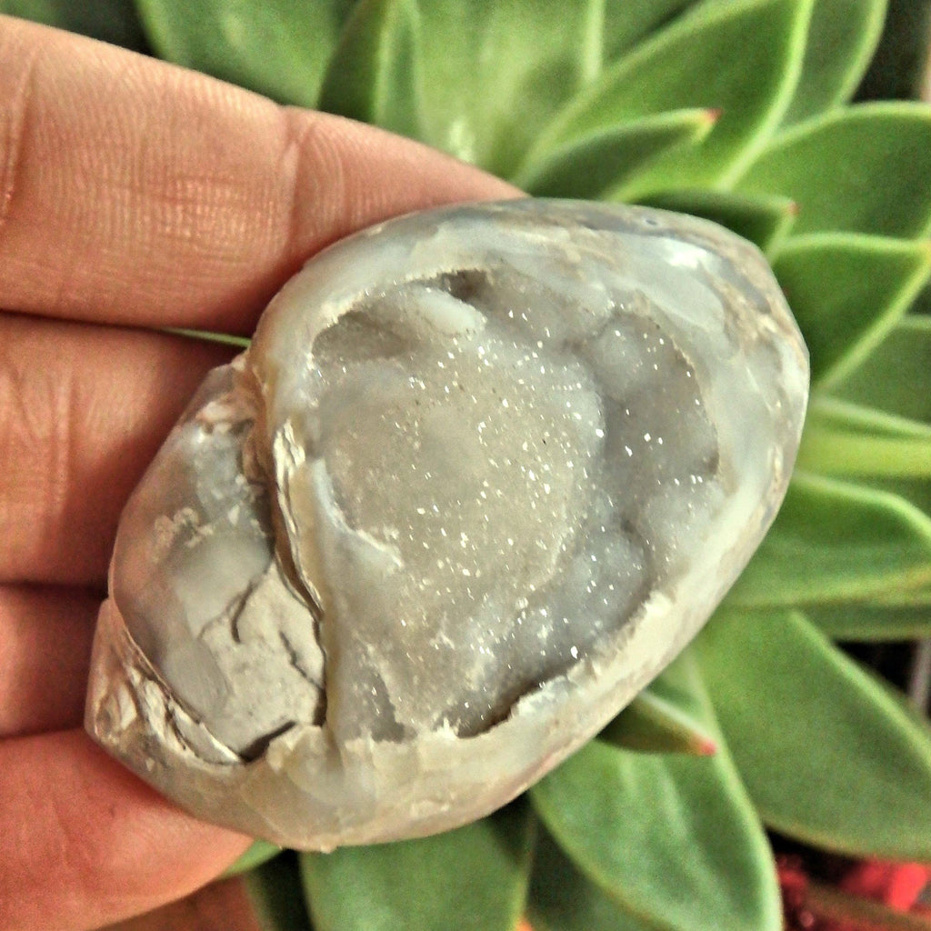 Chunky Sparkling Druzy Rare Spiralite Gemshell Specimen From India - Earth Family Crystals