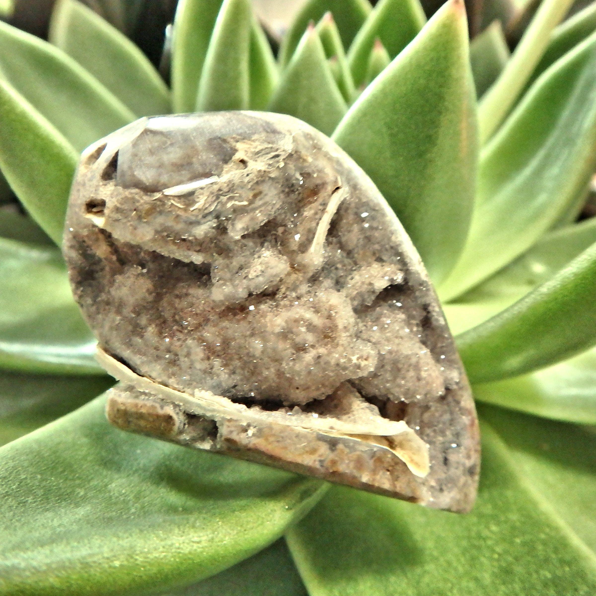 Chunky Fossil & Crystal Rare Spiralite Gemshell Specimen From India 1 - Earth Family Crystals