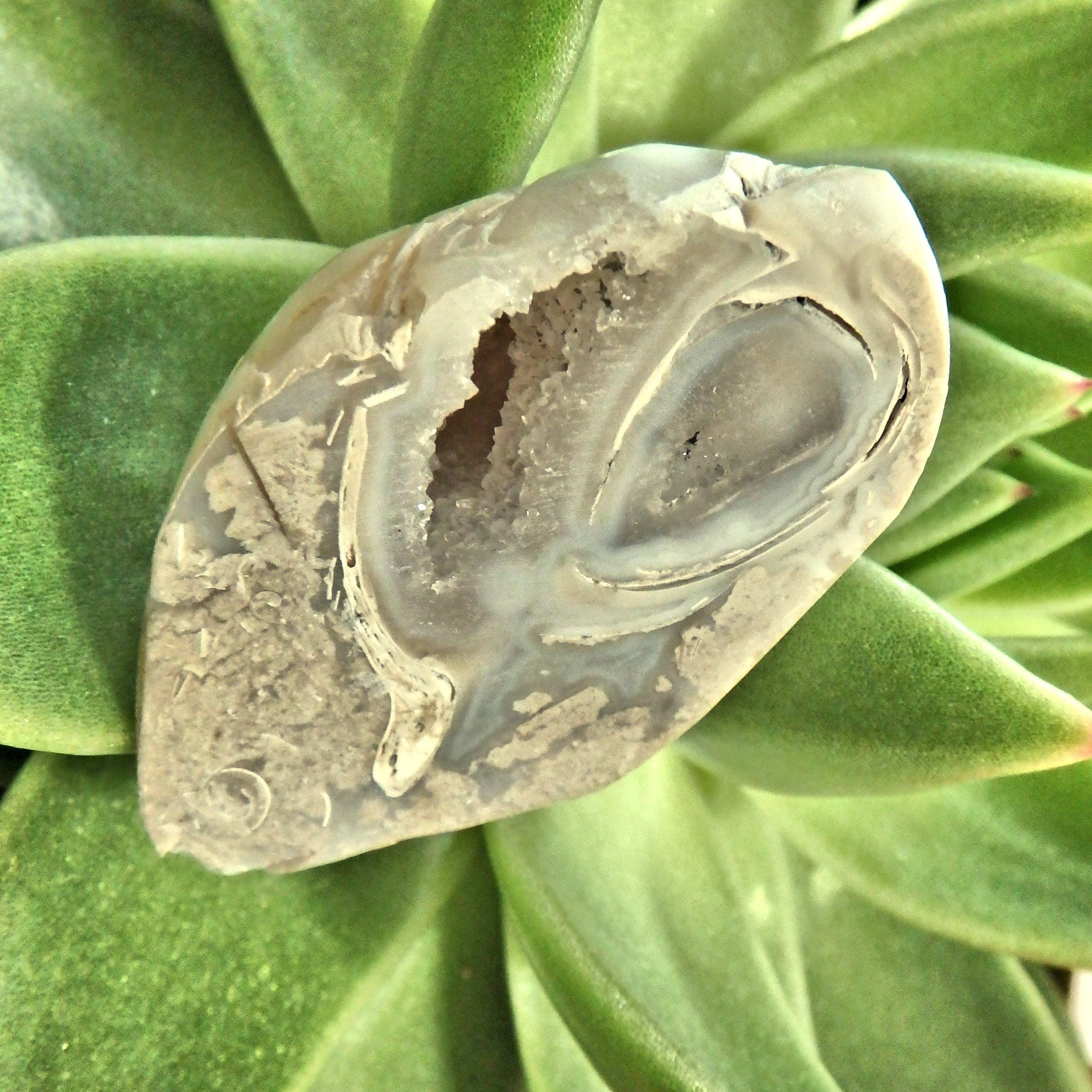 Chunky Sparkling Druzy Rare Spiralite Gemshell Specimen From India - Earth Family Crystals