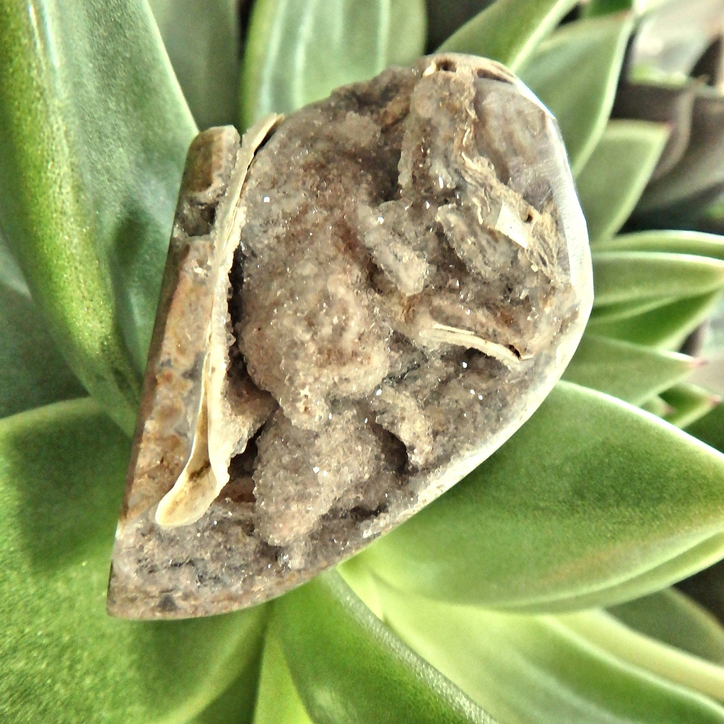 Chunky Fossil & Crystal Rare Spiralite Gemshell Specimen From India 1 - Earth Family Crystals