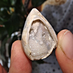 Sparkling Dainty Deep Cave Druzy Spiralite Gemshell From India - Earth Family Crystals