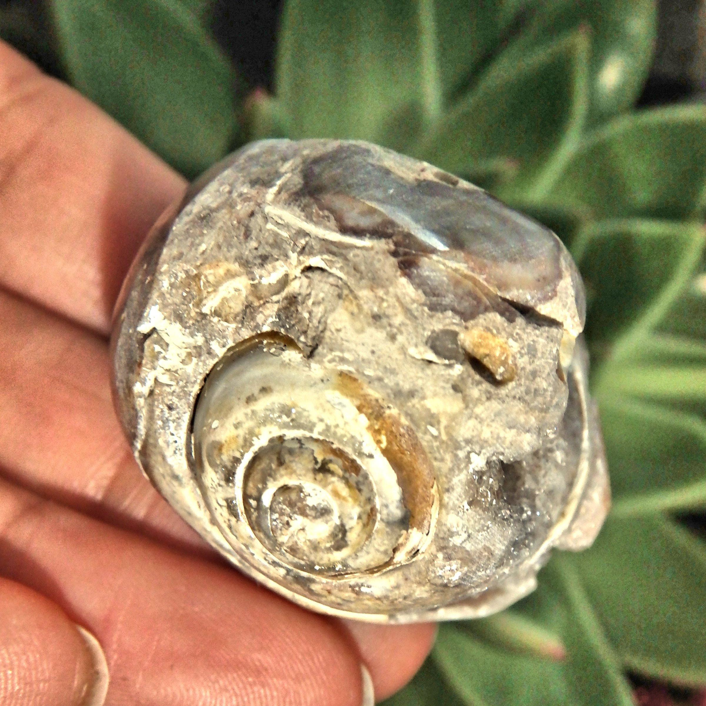 Chunky Fossil & Crystal Rare Spiralite Gemshell Specimen From India 1 - Earth Family Crystals