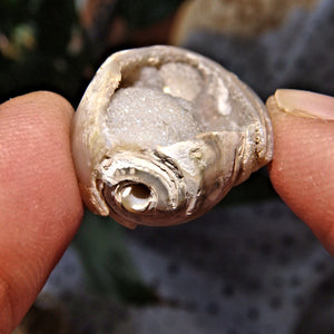 Sparkling Dainty Deep Cave Druzy Spiralite Gemshell From India - Earth Family Crystals