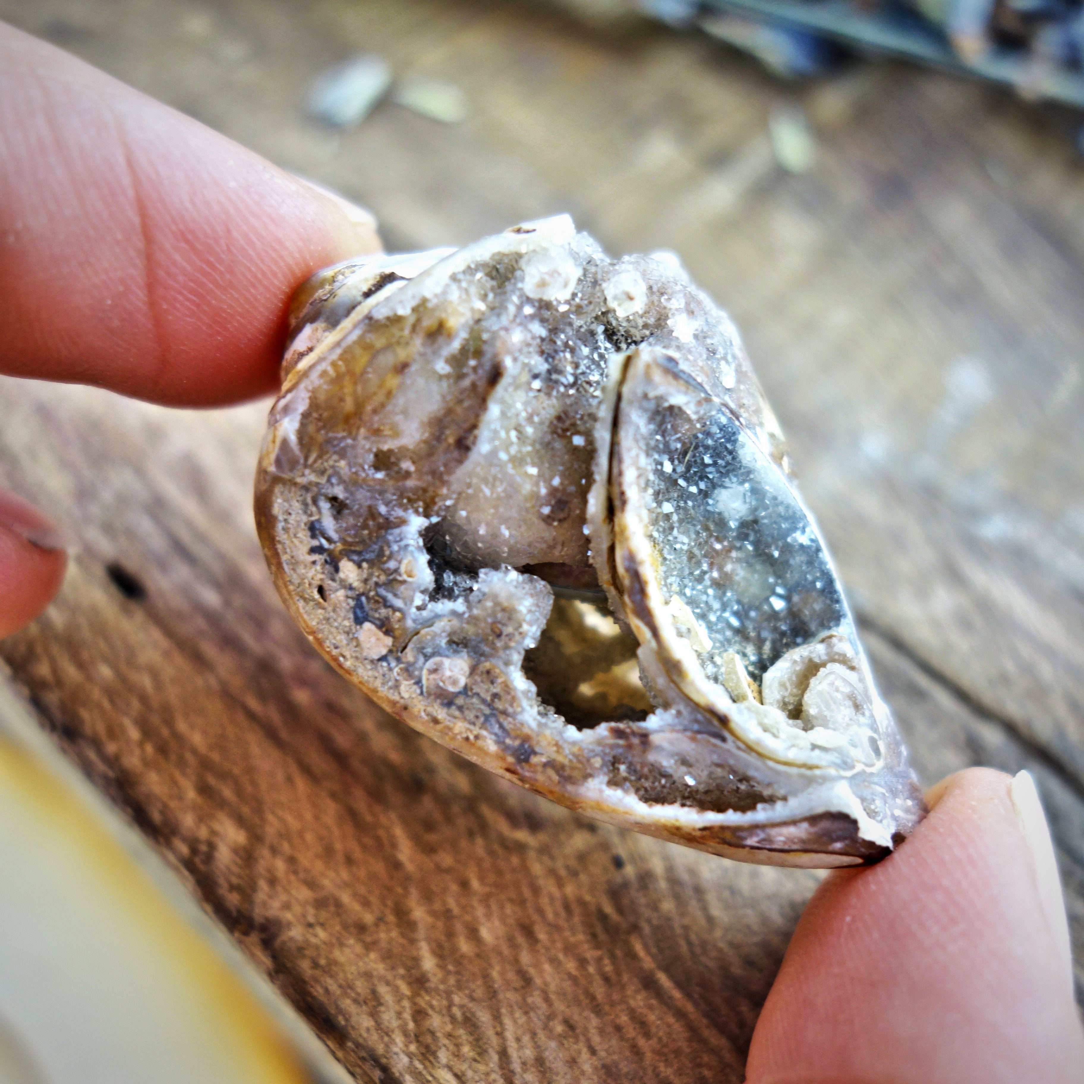Gorgeous Double Sided Brilliance Spiralite Gemshell From India - Earth Family Crystals