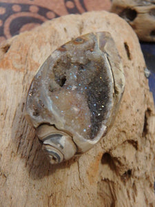 Pretty Aura Infused Spiralite Gemshell Specimen From India - Earth Family Crystals