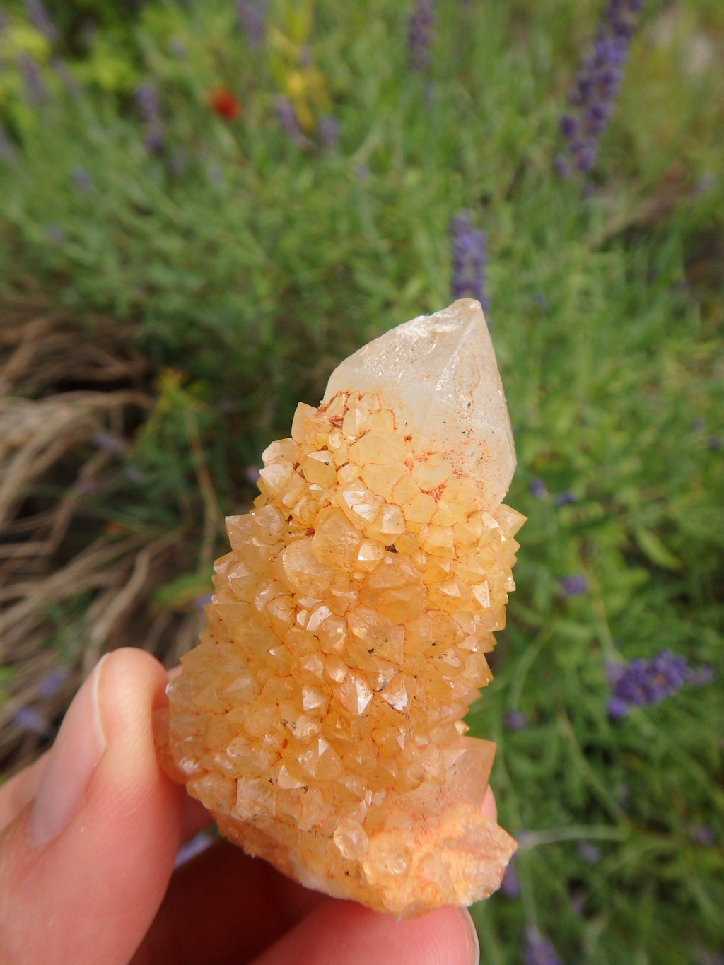 Awesome Natural Citrine Spirit Quartz Point From South Africa 3 - Earth Family Crystals