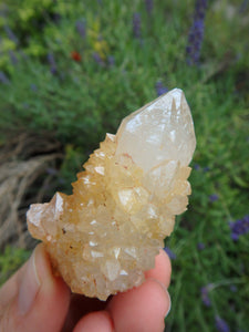 Awesome Natural Citrine Spirit Quartz Point From South Africa 3 - Earth Family Crystals